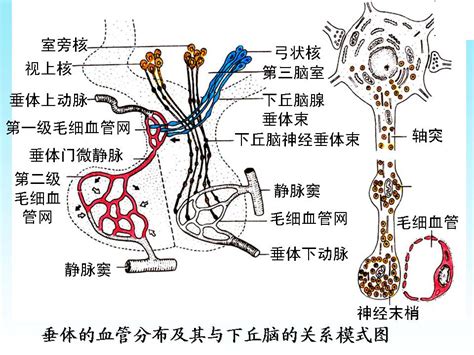 脈象 弦細|《中醫詞典》解釋「二十八脈」的意思